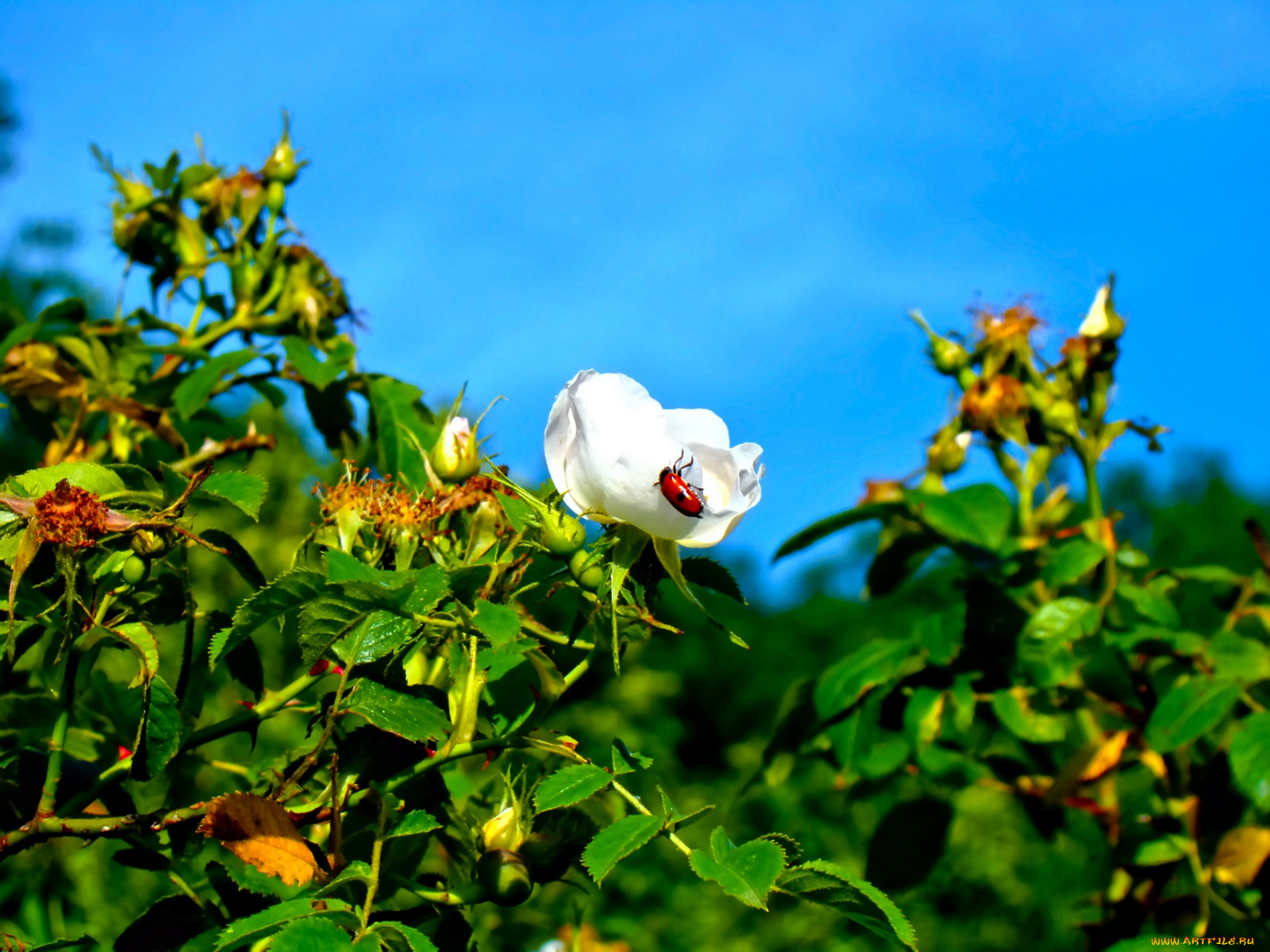wildroses, , 